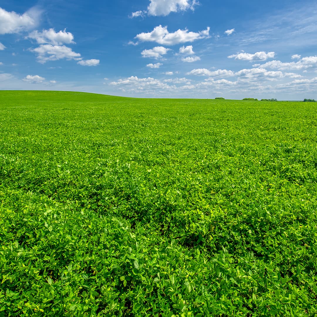 3 Ways To Make Alfalfa Management More Efficient